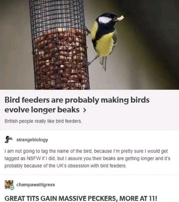 Bird feeders are probably making birds evolve longer beaks Btish people really like bid feeders T tag the name of the bird because Im pretty sure would get 1010 but assure you their beaks e UKs obsession with bird probably because U chompowatigress GREAT TITS GAIN MASSIVE PECKERS MORE AT 11