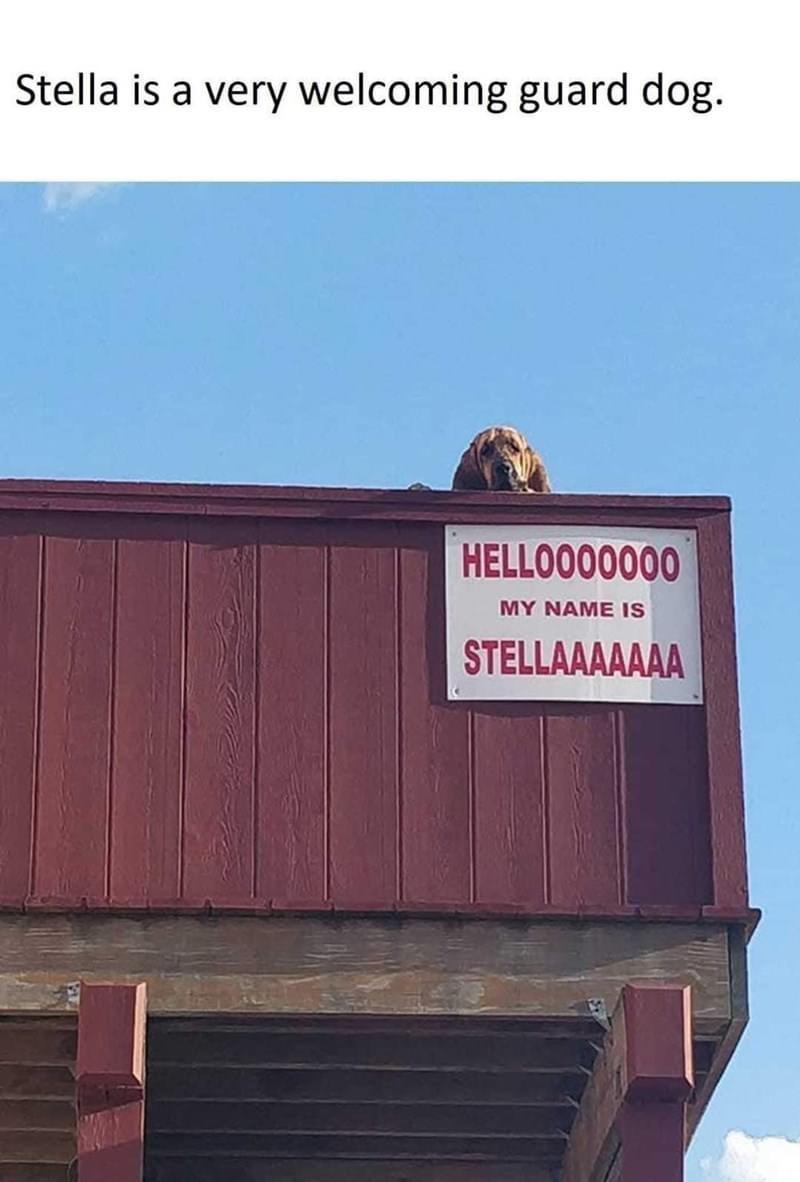 Stella is a very welcoming guard dog HELL0000000 il steLaan