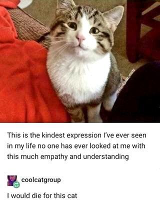 This is the kindest expression Ive ever seen in my life no one has ever looked at me with this much empathy and understanding gcoocalgraup would die for this cat