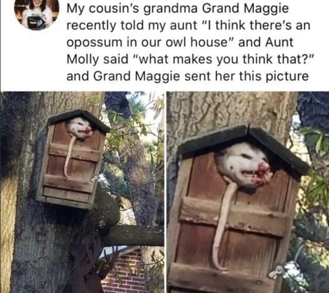 My cousins grandma Grand Maggie recently told my aunt I think theres an opossum in our owl house and Aunt Molly said what makes you think that and Grand Maggie sent her this picture