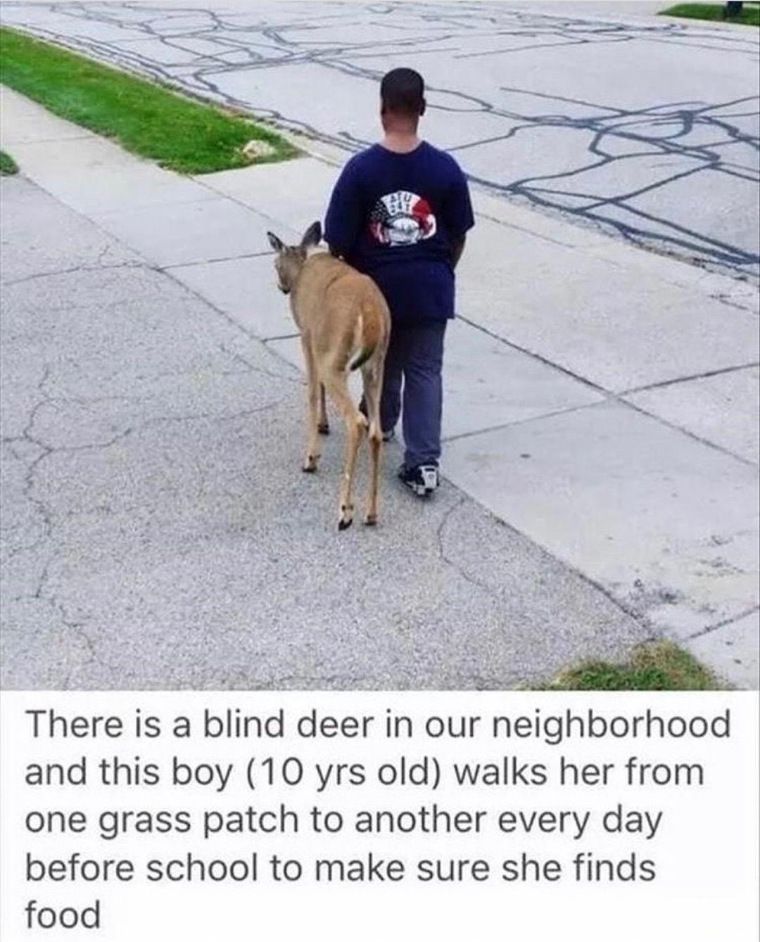 There is a blind deer in our neighborhood and this boy 10 yrs old walks her from one grass patch to another every day before school to make sure she finds food