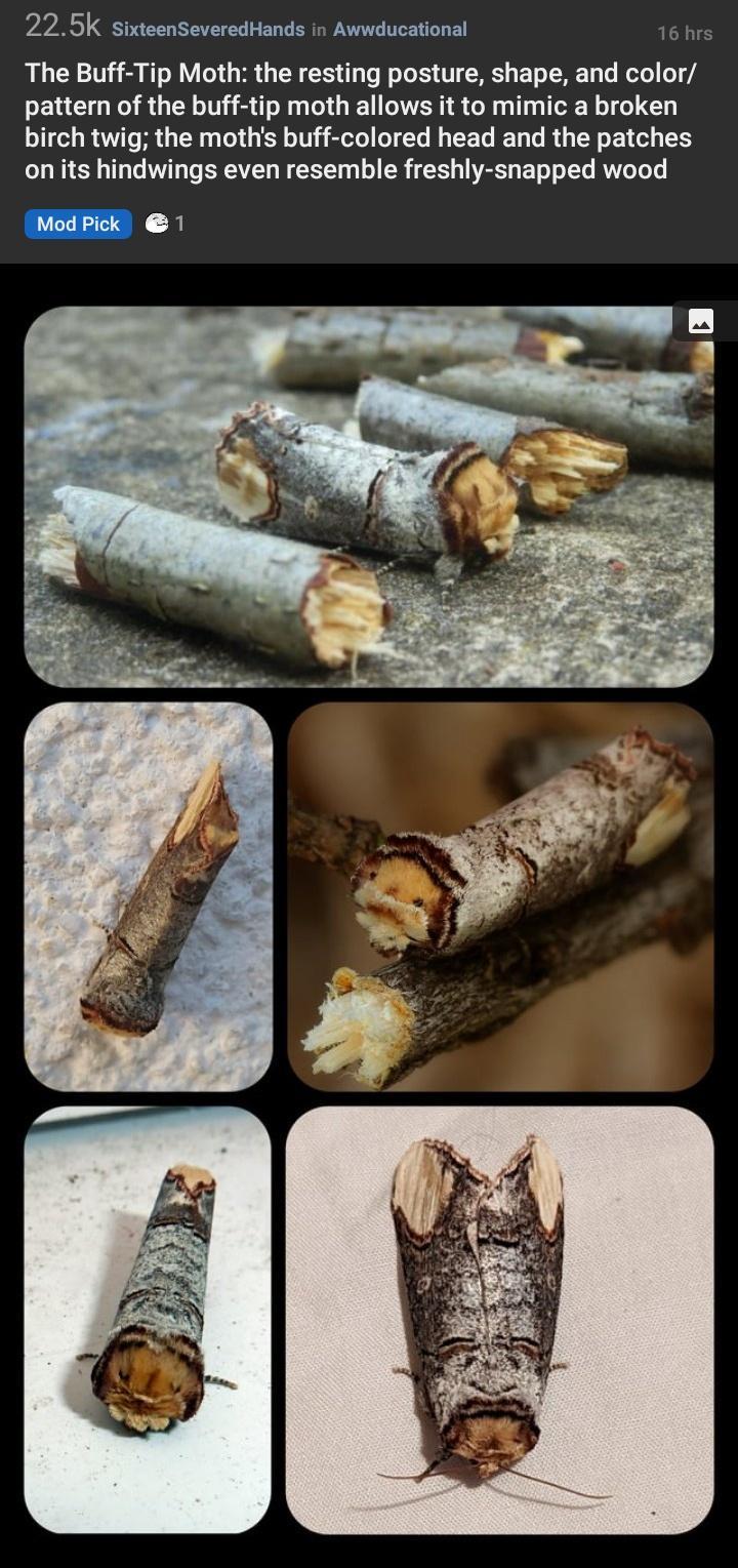 225K sixteenseveredHands in Awwducational 16hr The Buff Tip Moth the resting posture shape and color pattern of the buff tip moth allows it to mimic a broken birch twig the moths buff colored head and the patches onits hindwings even resemble freshly snapped wood