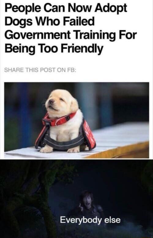 People Can Now Adopt Dogs Who Failed Government Training For Being Too Friendly Everybody else