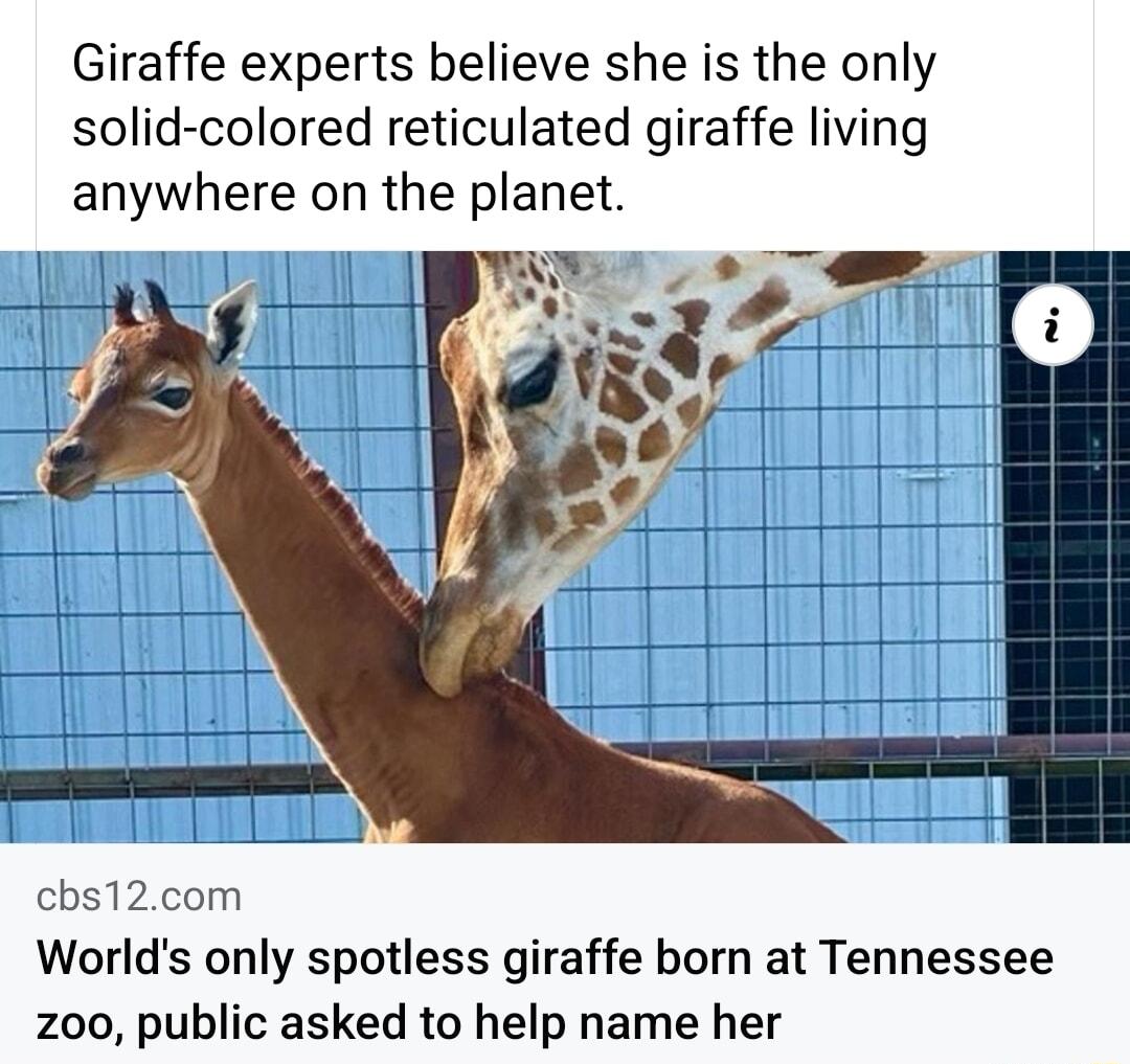Giraffe experts believe she is the only solid colored reticulated giraffe living anywhere on the planet cbs12com Worlds only spotless giraffe born at Tennessee z00 public asked to help name her