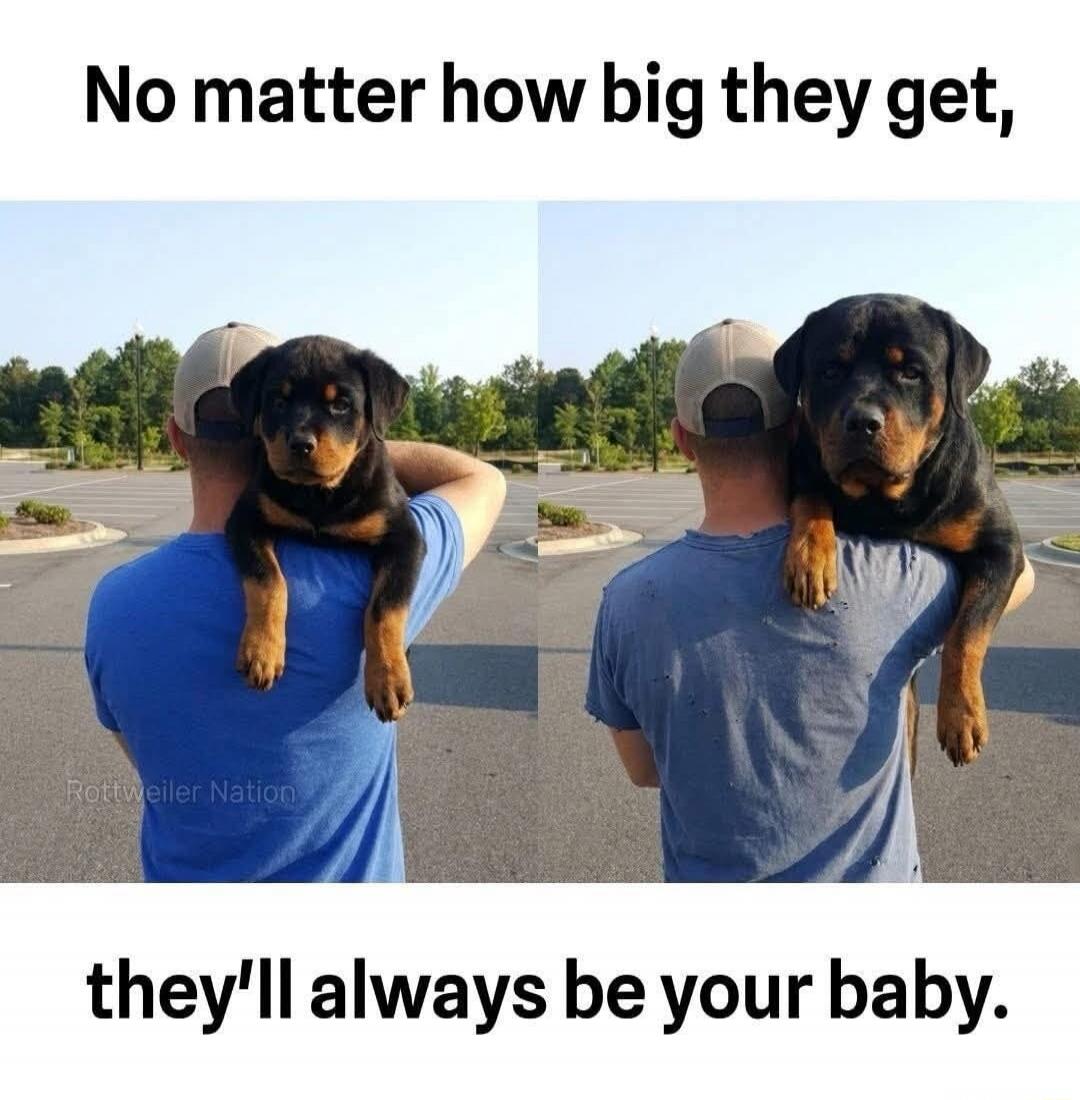 No matter how big they get, they'll always be your baby. Rottweiler Nation
