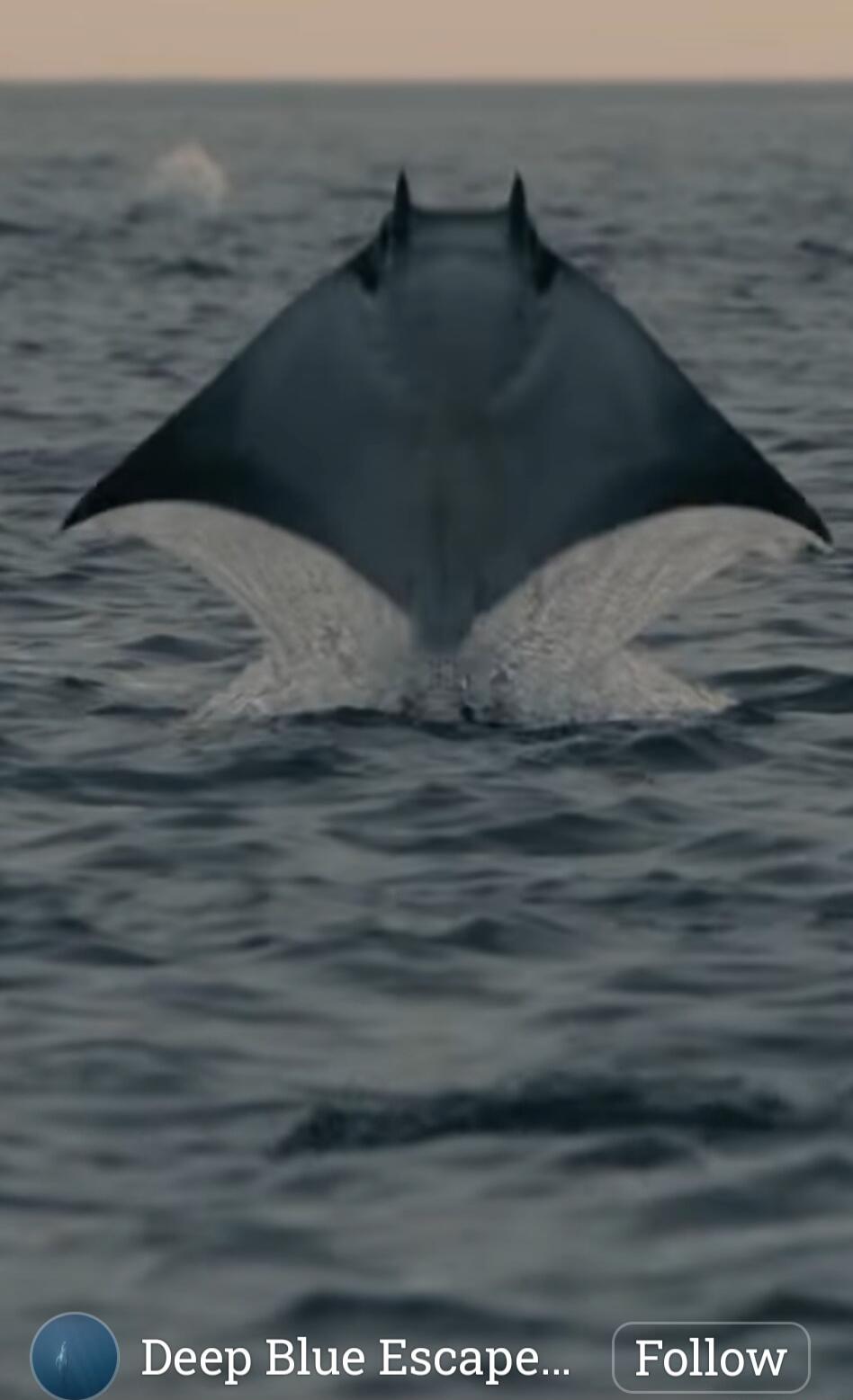 A manta ray jumps out of the ocean, creating a splash. Text on screen: Deep Blue Escape... Follow