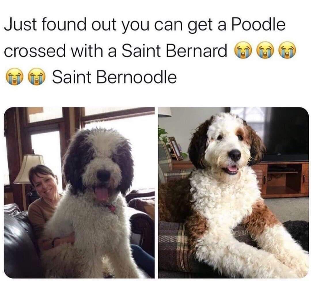 Just found out you can get a Poodle crossed with a Saint Bernard Saint Bernoodle