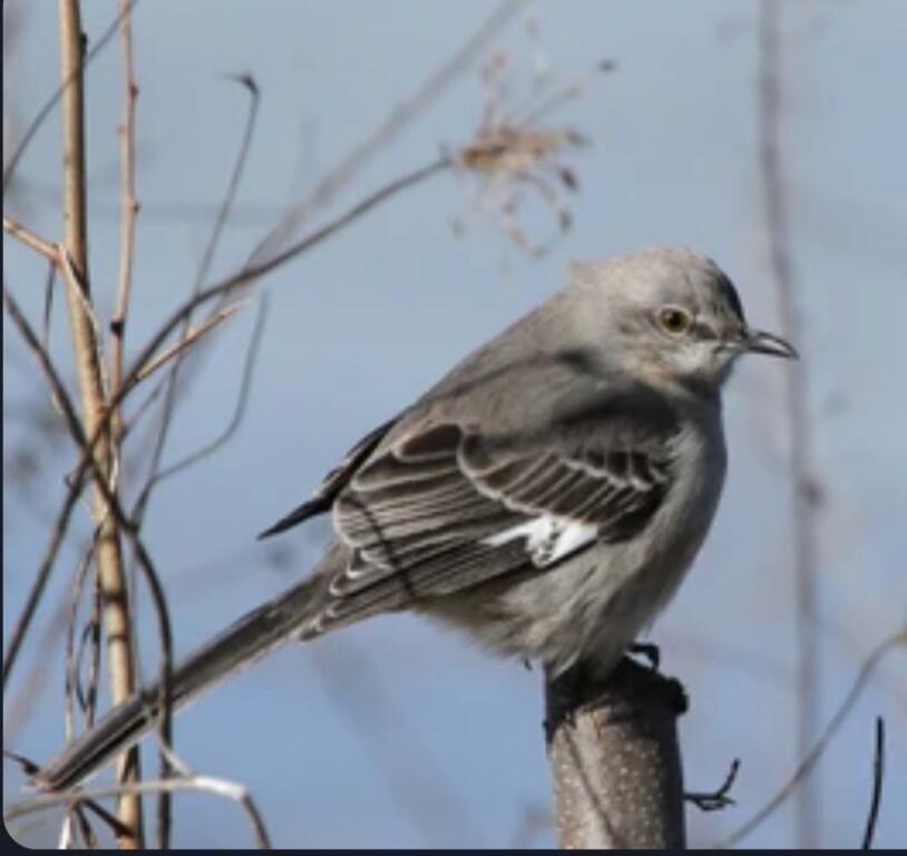 A small gray bird perched on a branch in a natural setting.