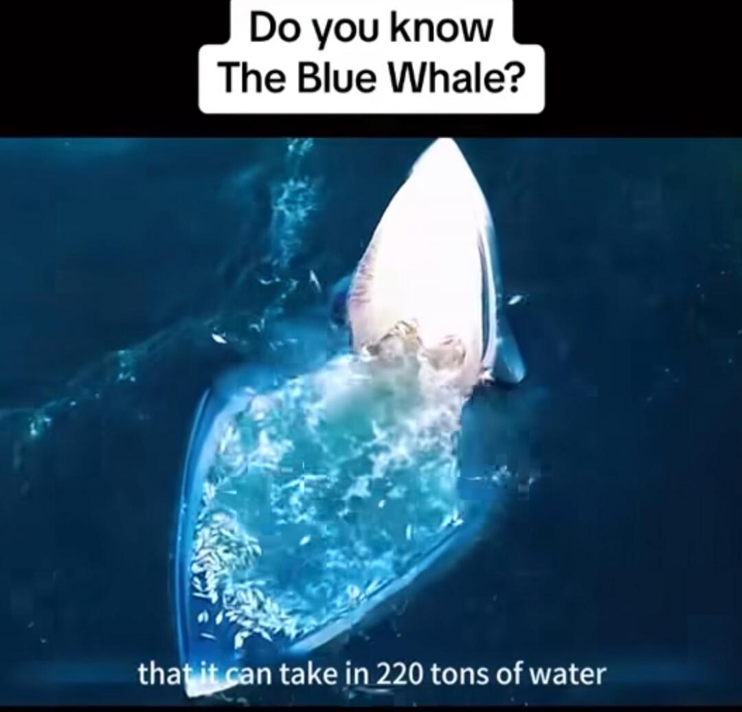 Do you know The Blue Whale? that it can take in 220 tons of water