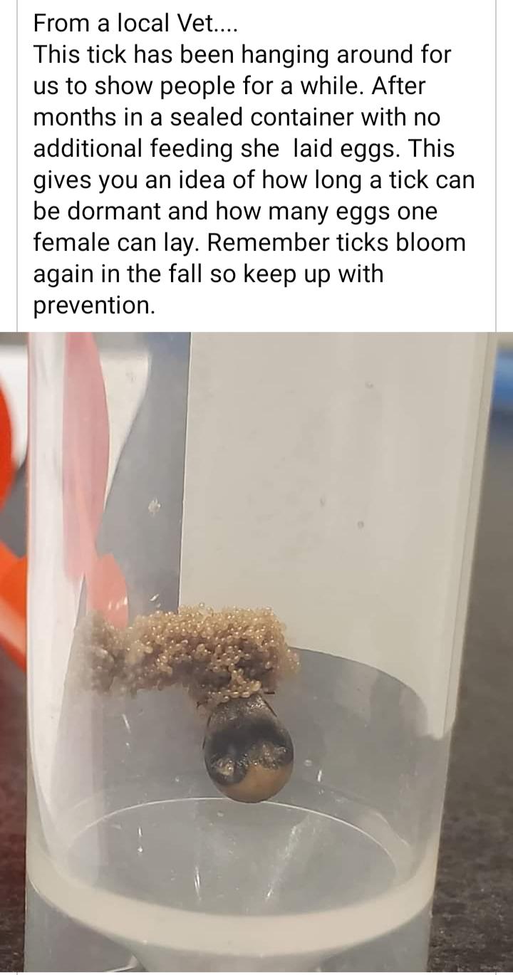From a local Vet This tick has been hanging around for us to show people for a while After months in a sealed container with no additional feeding she laid eggs This gives you an idea of how long a tick can be dormant and how many eggs one female can lay Remember ticks bloom again in the fall so keep up with prevention