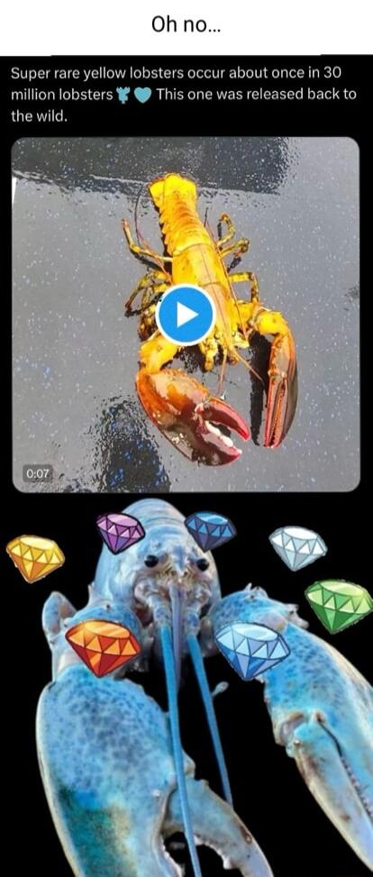 Oh no Super rare yellow lobsters occur about once in 30 million lobsters This one was released back to LGN