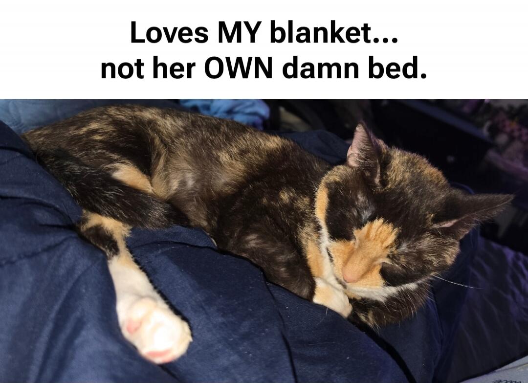 Loves MY blanket... not her OWN damn bed.