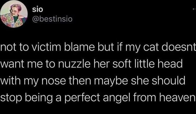sio bestinsio not to victim blame but if my cat doesnt want me to nuzzle her soft little head with my nose then maybe she should SiteofolclialeR Felcla iCleiTalo I RiolaaRaleE Ty