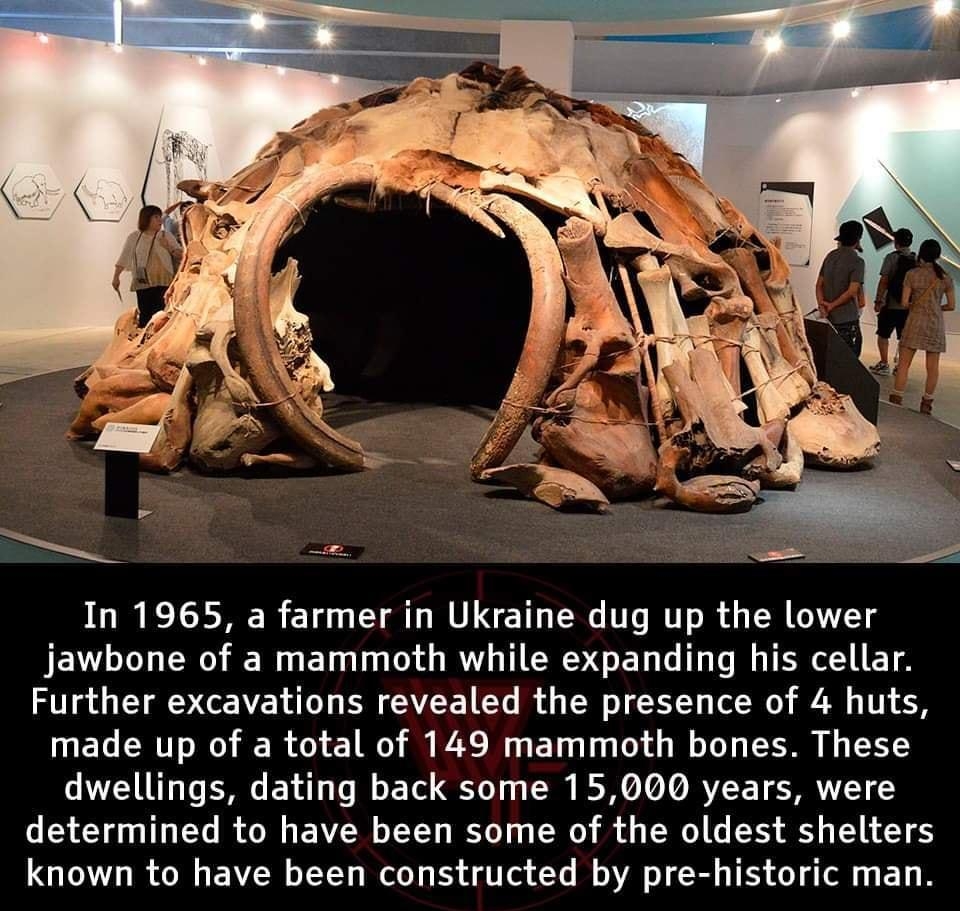 In 1965 a farmer in Ukraine dug up the lower JEN L N R EL L R TRV GEL L T G L E T Further excavations revealed the presence of 4 huts made up of a total of 149 mammoth bones These dwellings dating back some 15000 years were determined to have been some of the oldest shelters known to have been constructed by pre historic man Photo courtesy of Nandaro wikimedia WEHGRES o