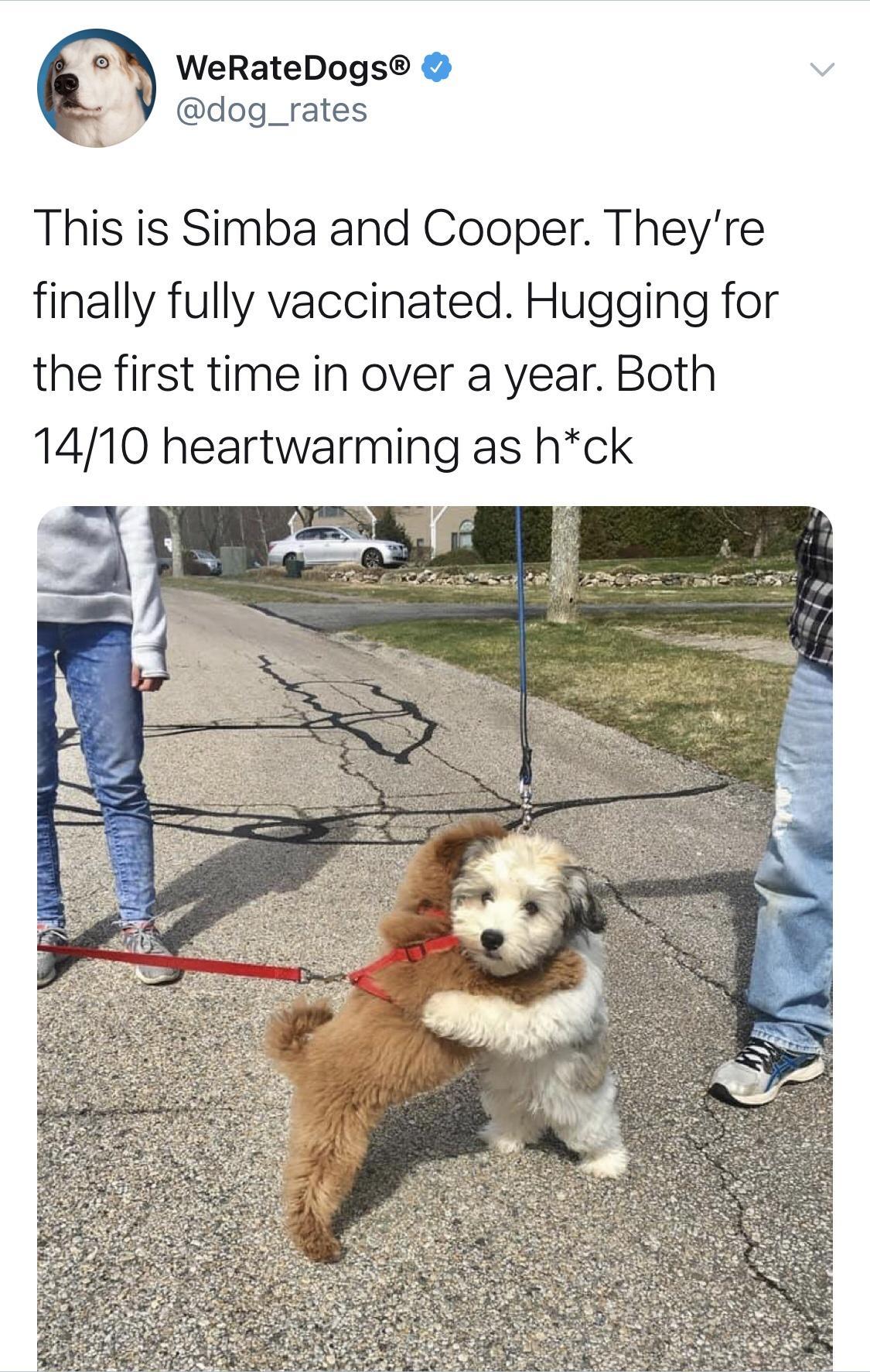 WeRateDogs dog_rates This is Simba and Cooper Theyre finally fully vaccinated Hugging for the first time in over a year Both 1410 heartwarming as hck