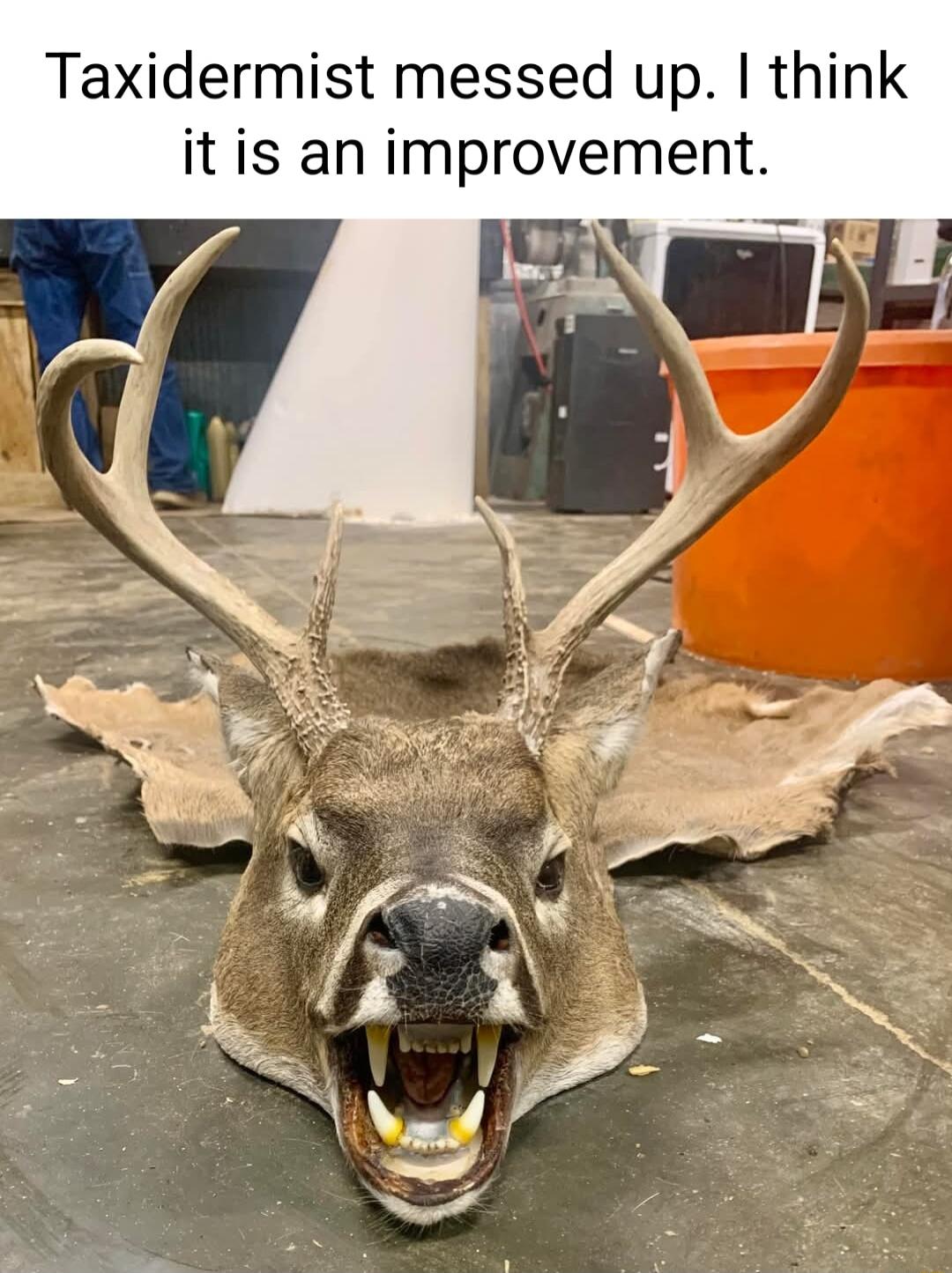 Taxidermist messed up think it is an improvement