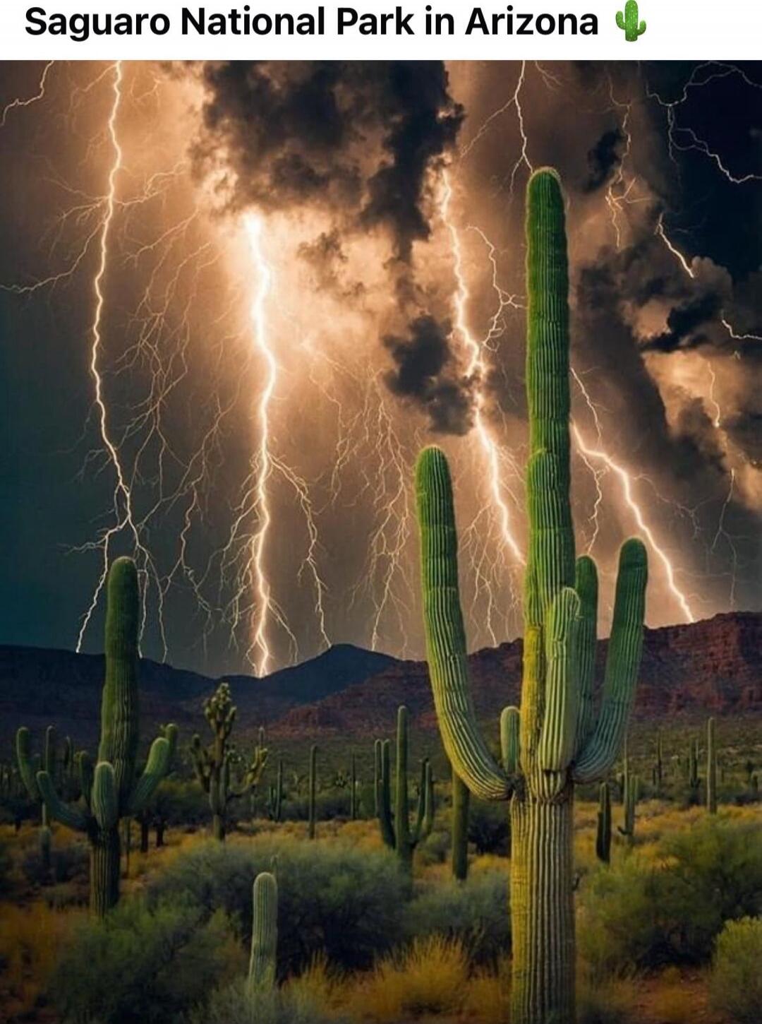 Saguaro National Park in Arizona