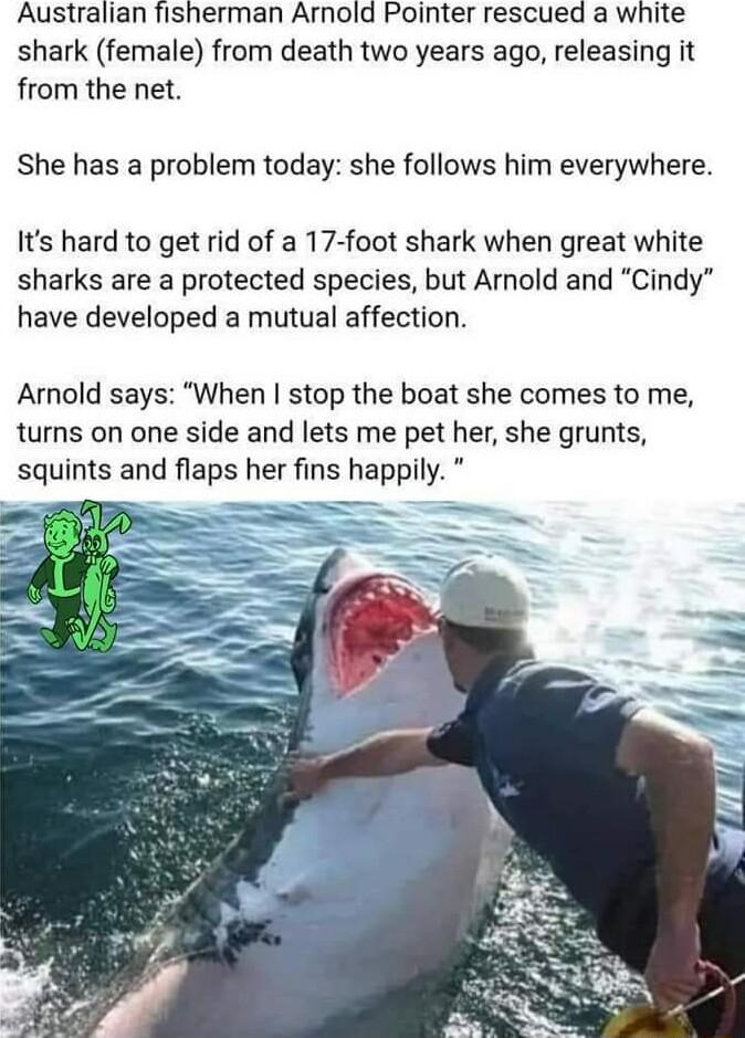 Australian fisherman Arnold Pointer rescued a white shark female from death two years ago releasing it from the net She has a problem today she follows him everywhere Its hard to get rid of a 17 foot shark when great white sharks are a protected species but Arnold and Cindy have developed a mutual affection Arnold says When stop the boat she comes to me turns on one side and lets me pet her she gr