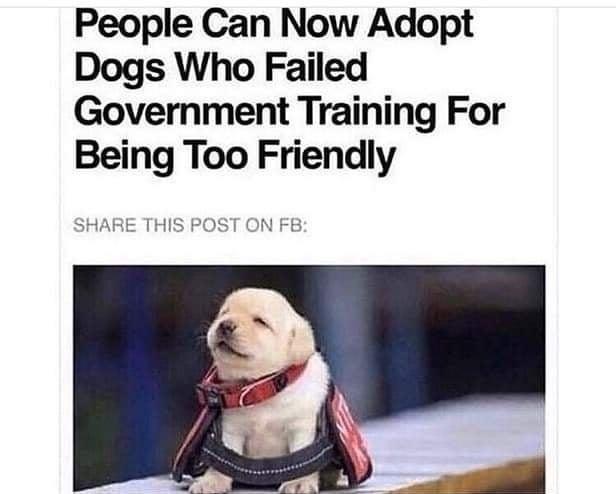 People Can Now Adopt Dogs Who Failed Government Training For Being Too Friendly