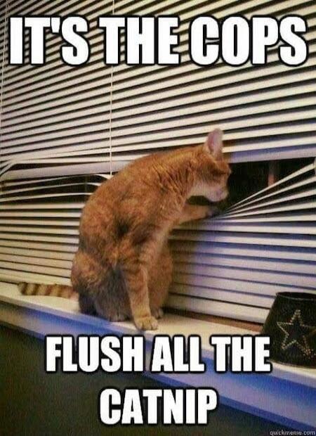 IT'S THE COPS FLUSH ALL THE CATNIP