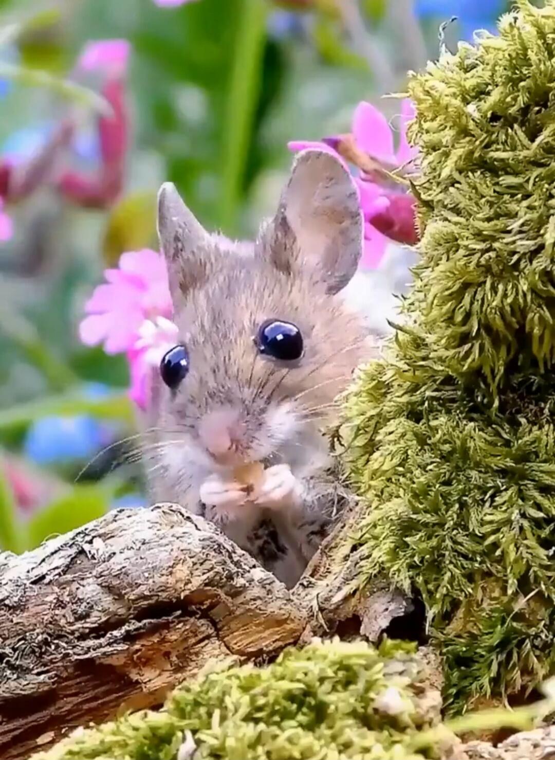 A tiny mouse sitting among moss and flowers.