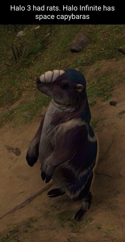 Halo 3 had rats Halo Infinite has space capybaras