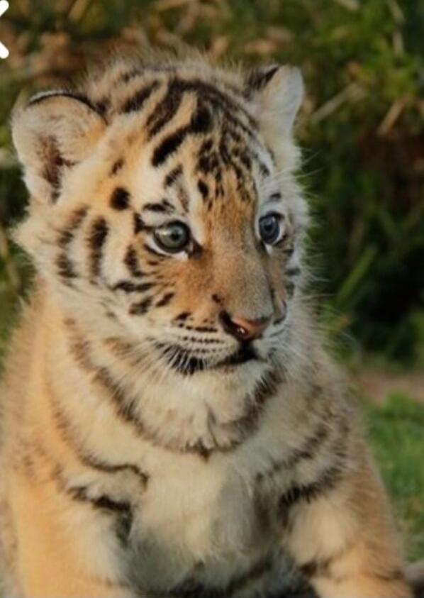 A tiger cub.