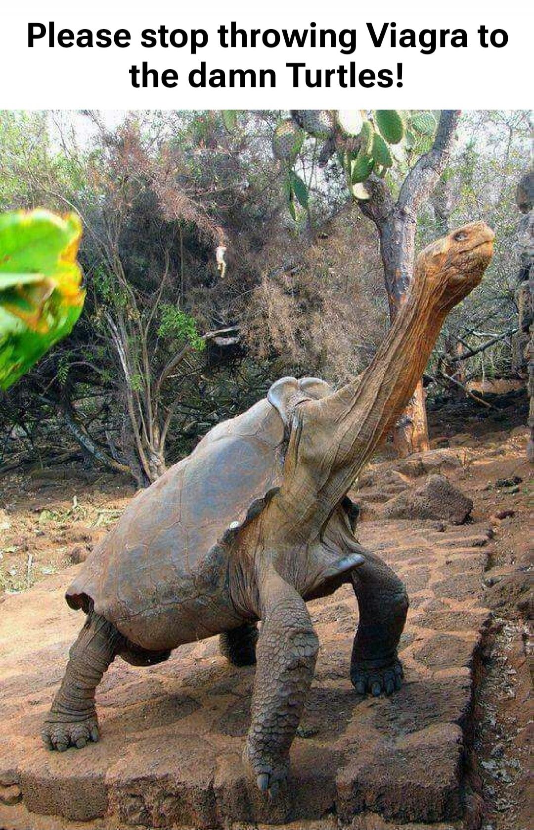 Please stop throwing Viagra to the damn Turtles!