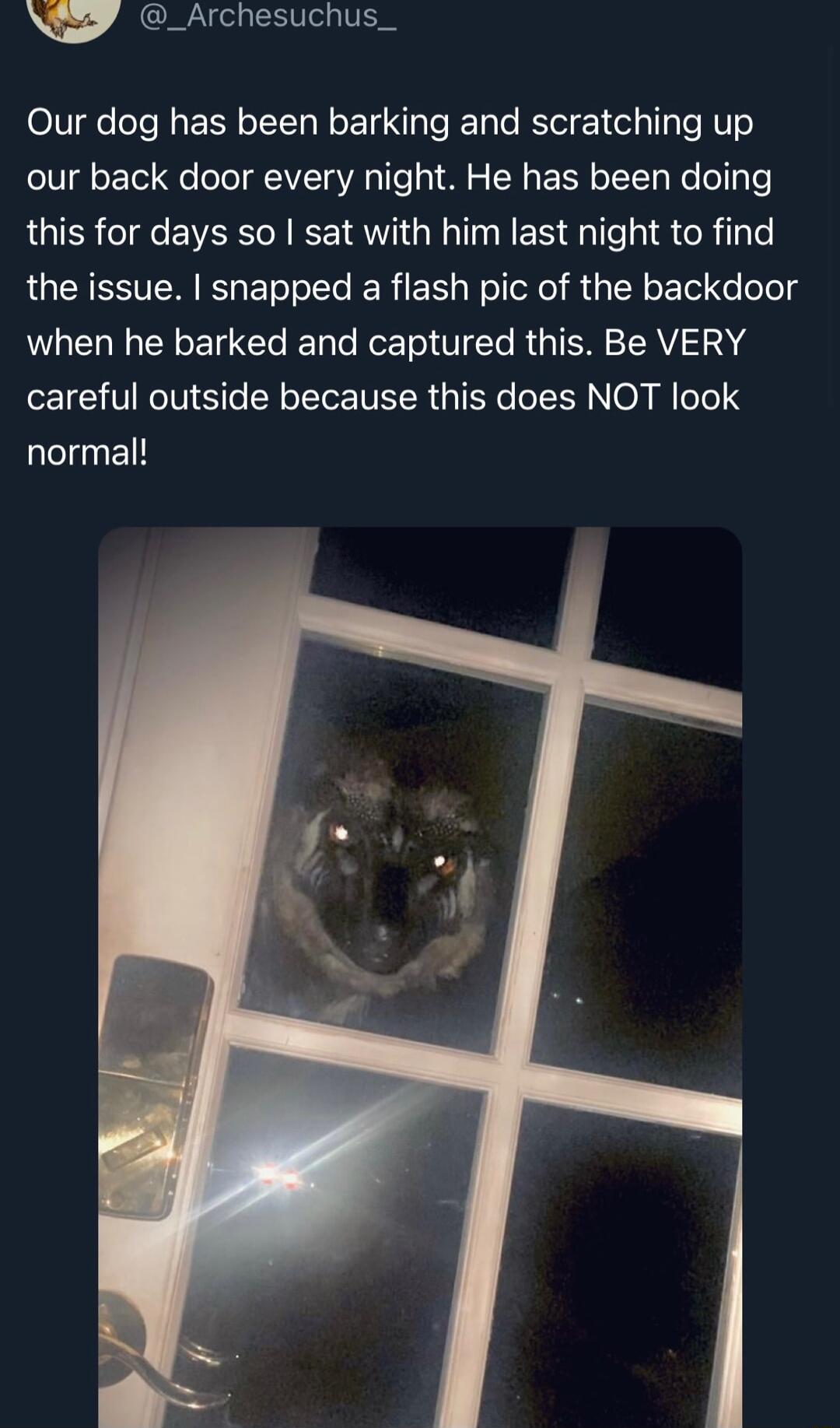 NG _Archesuchus_ Our dog has been barking and scratching up our back door every night He has been doing this for days so sat with him last night to find the issue snapped a flash pic of the backdoor when he barked and captured this Be VERY careful outside because this does NOT look normal