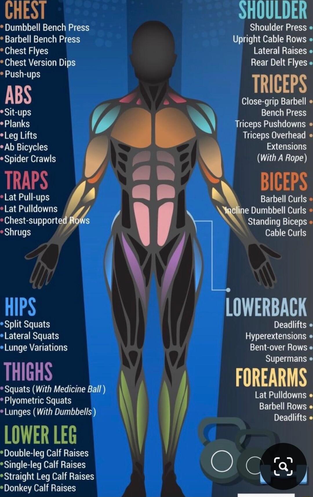 CHEST SHOULDER Dumbbell Bench Press Shoulder Press Barbell Bench Press Upright Cable Rows Chest Flyes Lateral Raises Chest Version Dips Rear Delt Fyes Push ups ABS S TReHS Situps _ Bechpress VPN Ab Bicycles Spider Crawls TRAPS BICEPS Lat Pull ups 4 Barbell Culs Lat Pulldowns Dumbbell Curls Chest supports Standing Biceps Shrugs Cable Curls LOWERBACK Deadiits v Hyperextensions Lunge Variations Bent 