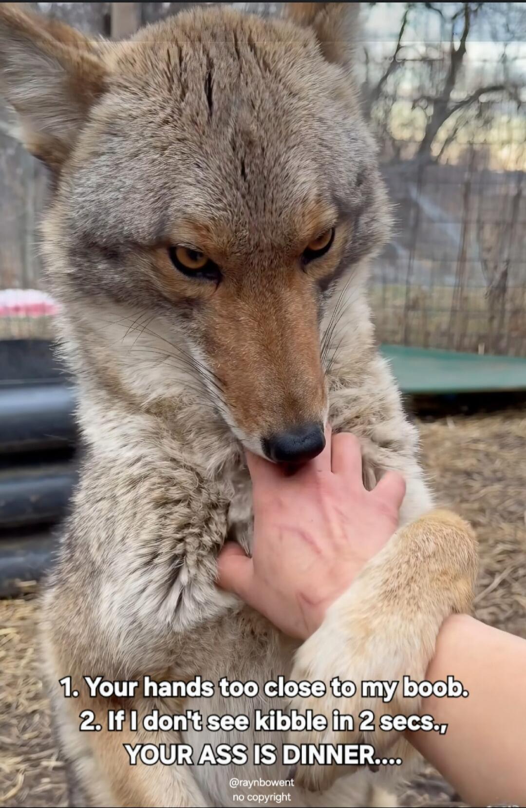 Your hands too close to my boob. If I don't see kibble in 2 secs., YOUR ASS IS DINNER....