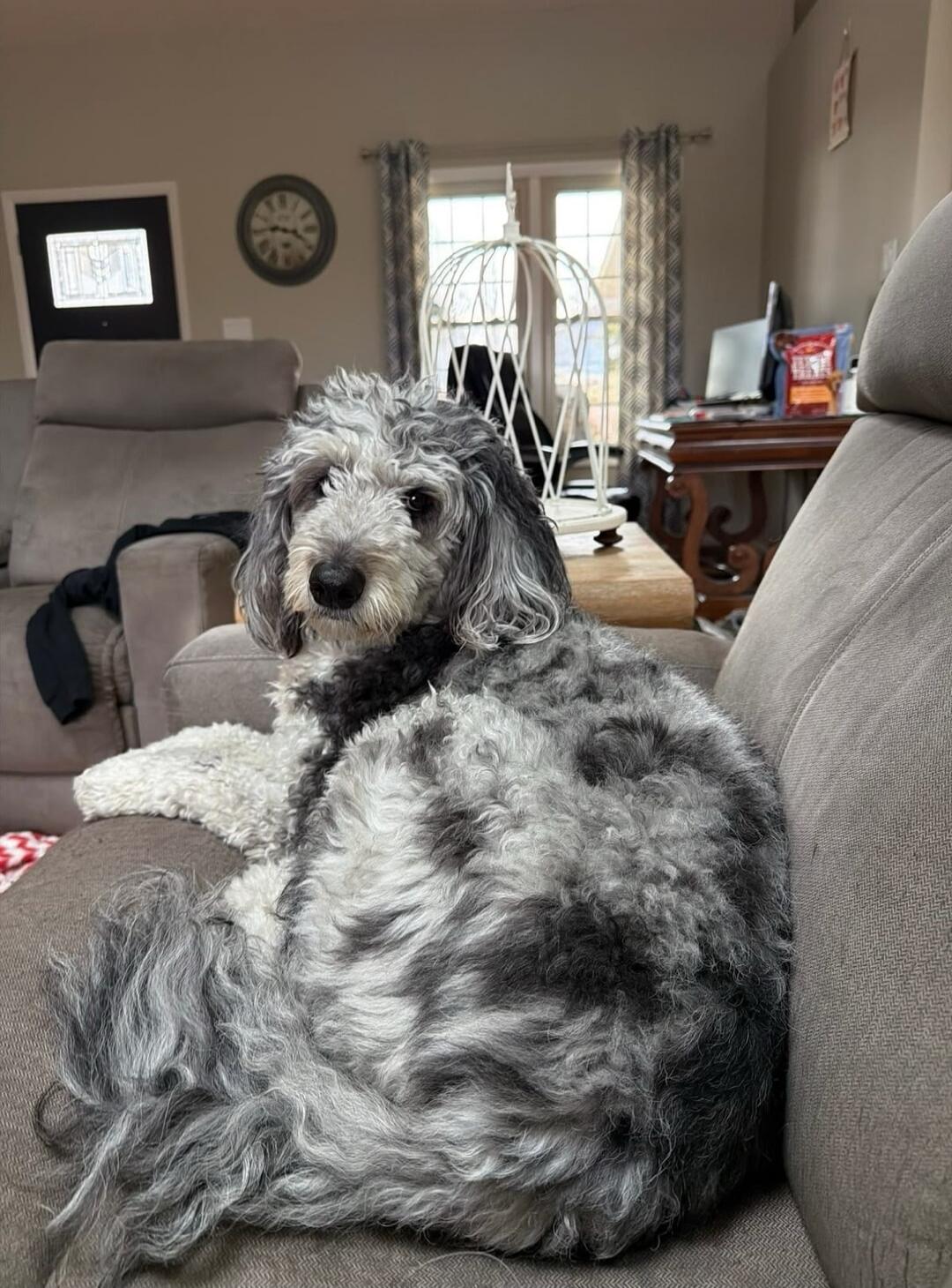 A dog with grey and white curly fur is lying on a sofa, looking at the camera.