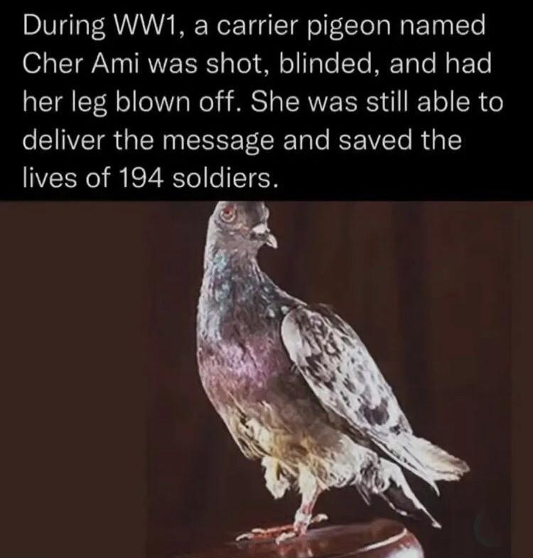 During WW1 a carrier pigeon named O TN IRV TR o ol To Te ME TaTe Mg EoTe her leg blown off She was still able to deliver the message and saved the lives of 194 soldiers