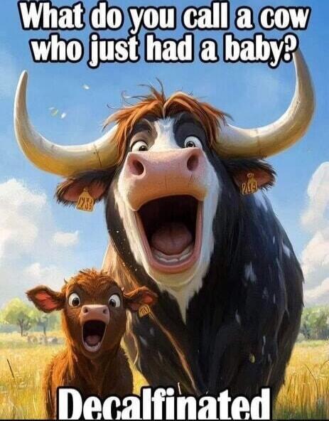 What do you call a cow who just had a baby? Decalfinated