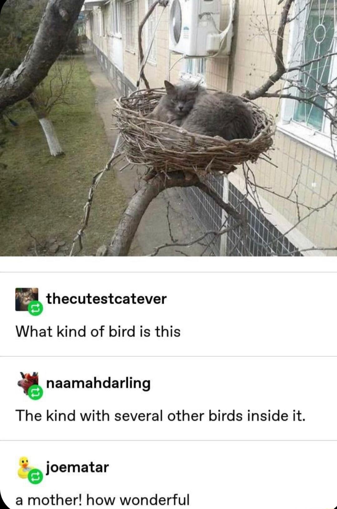 thecutestcatever What kind of bird is this naamahdarling The kind with several other birds inside it joematar L a mother how wonderful