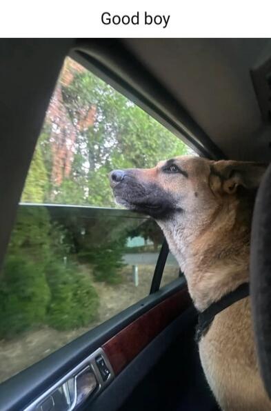 Good boy