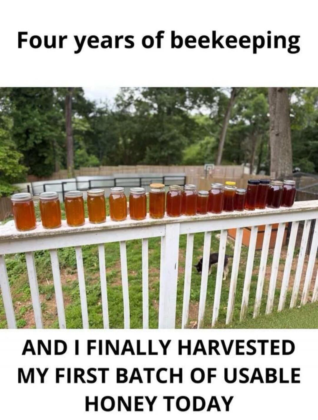 Four years of beekeeping AND I FINALLY HARVESTED MY FIRST BATCH OF USABLE HONEY TODAY
