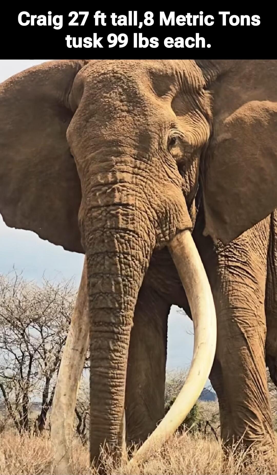 Craig 27 ft tall,8 Metric Tons tusk 99 lbs each.
