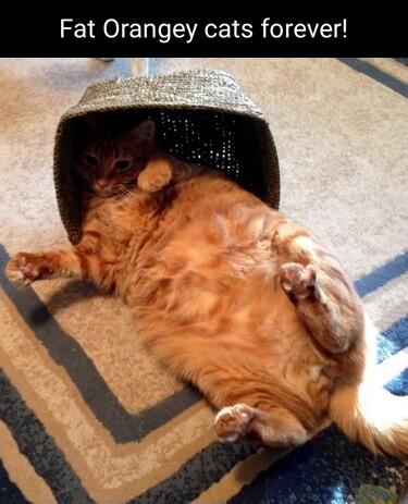 Fat Orangey cats forever