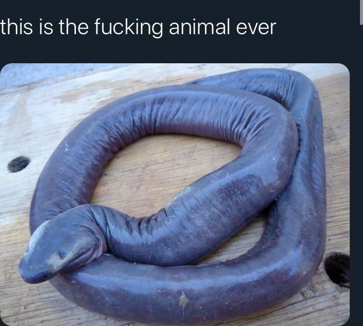 this is the fucking animal ever