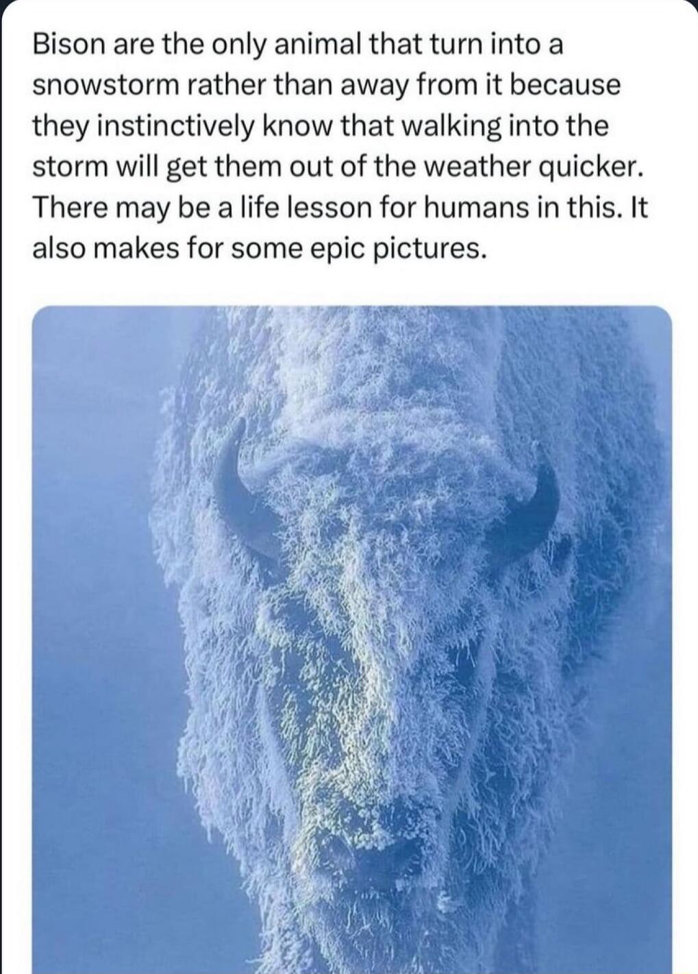 Bison are the only animal that turn into a snowstorm rather than away from it because they instinctively know that walking into the storm will get them out of the weather quicker There may be a life lesson for humans in this It also makes for some epic pictures