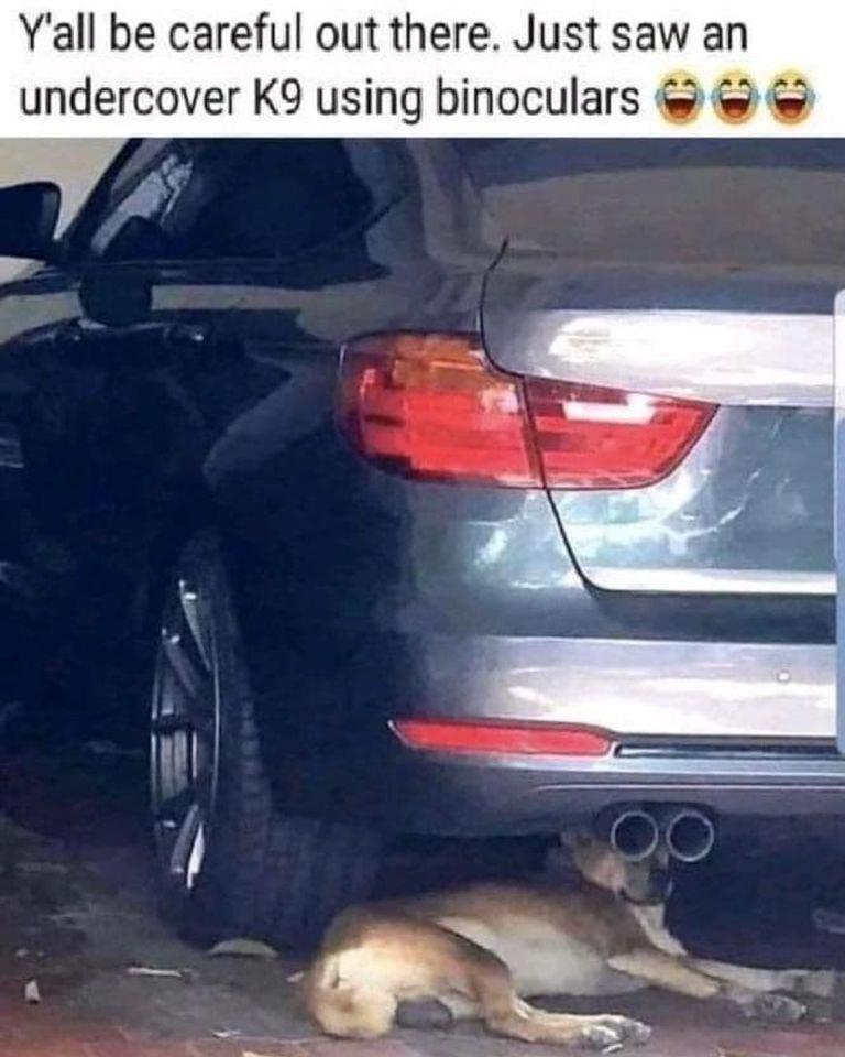 Yall be careful out there Just saw an undercover K9 using binoculars