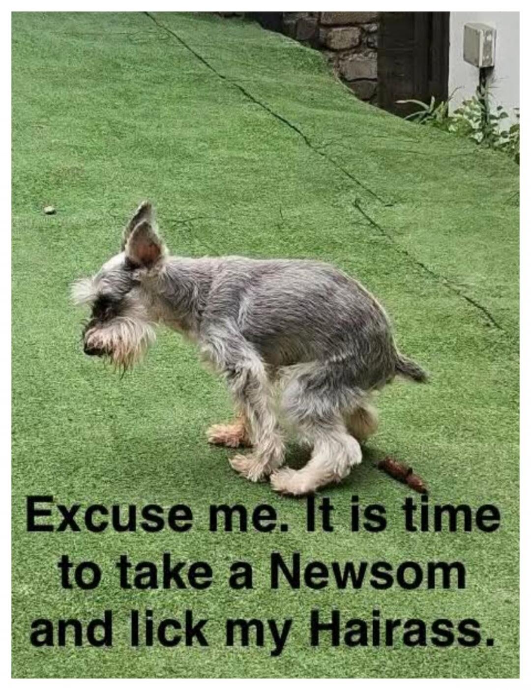 Excuse me. It is time to take a Newsom and lick my Hairass.