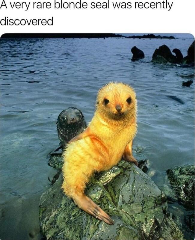 very rare blonae seal was recently discovered