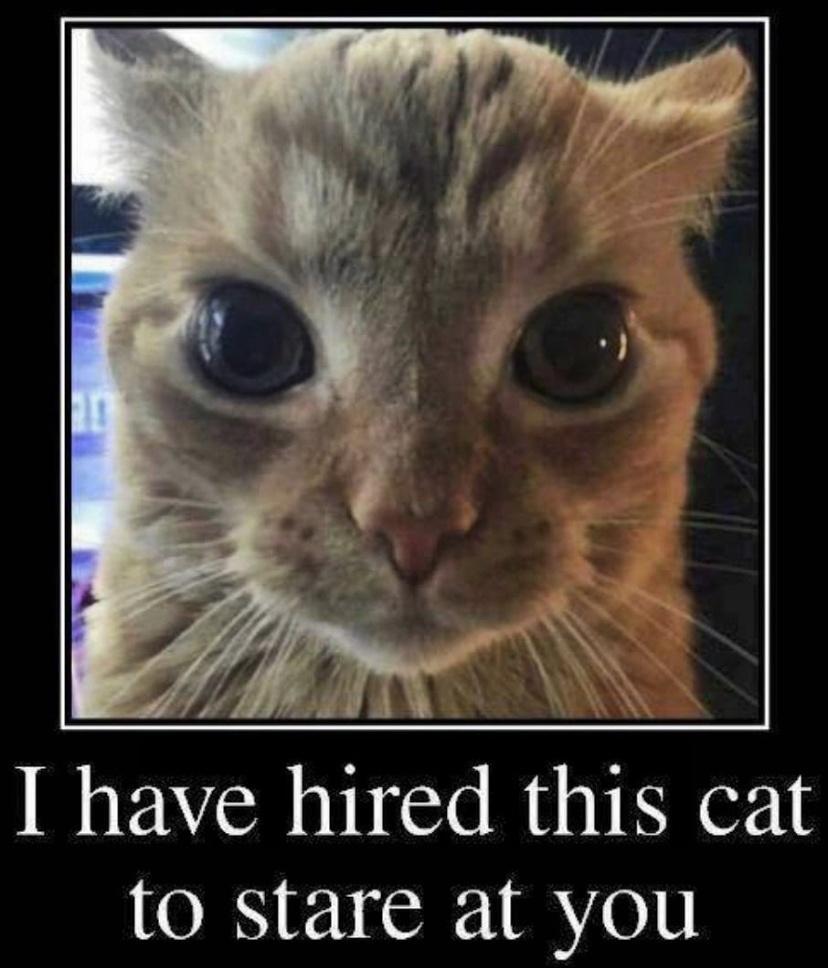 have h1red this cat to stare at you