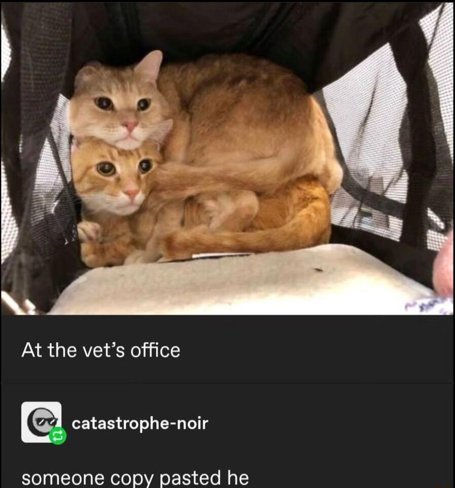 At the vets office someone copy pasted he