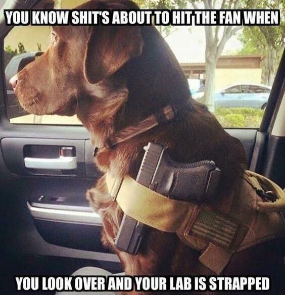 YOU KNOW SHIT'S ABOUT TO HIT THE FAN WHEN YOU LOOK OVER AND YOUR LAB IS STRAPPED