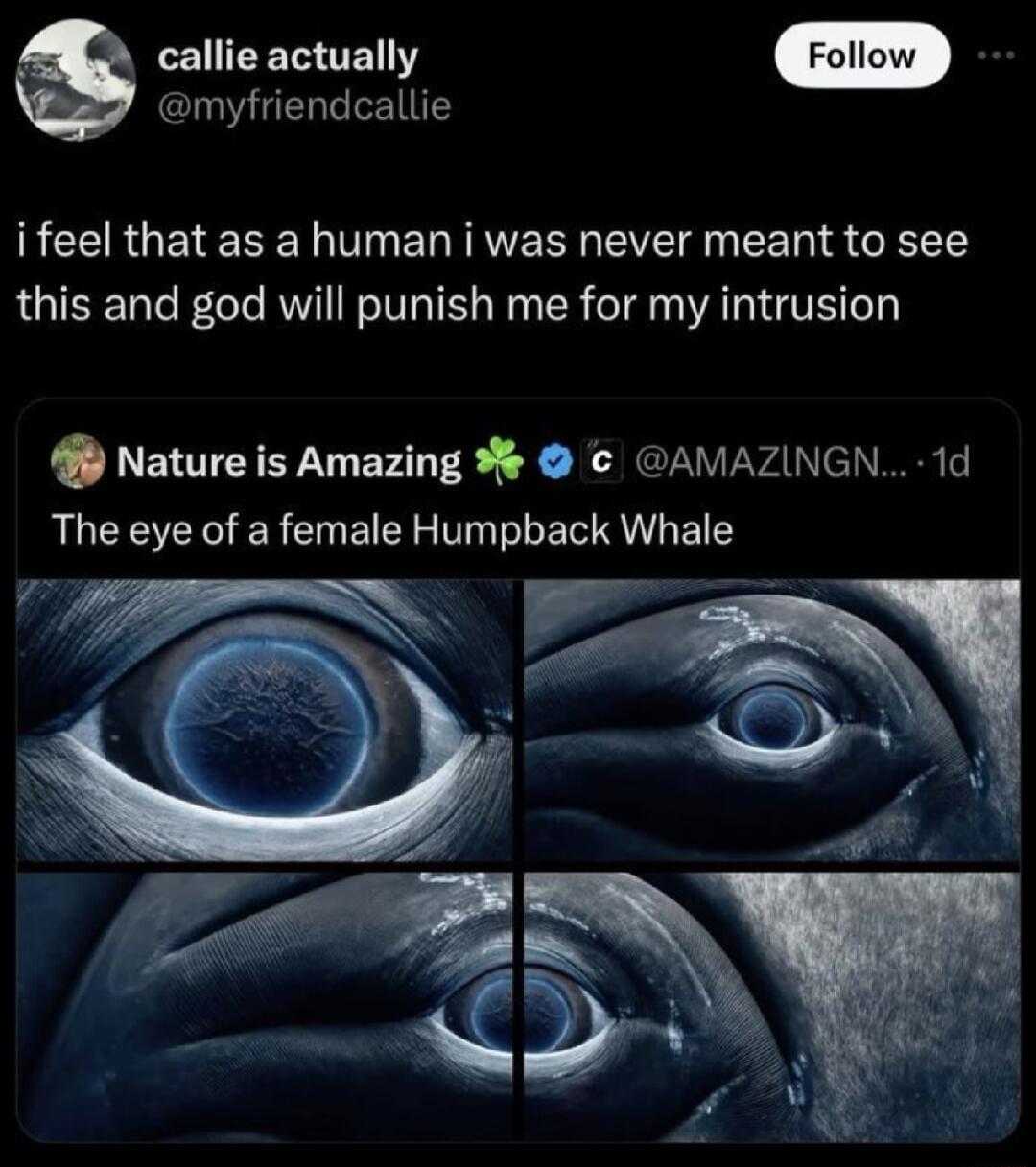 LR OEN T Foll myfriendcallie BEERGEIEEEL TN EREERR EVET g EE GRS this and god will punish me for my intrusion Nature is Amazing 3 AMAZINGN 1d The eye of a female Humpback Whale