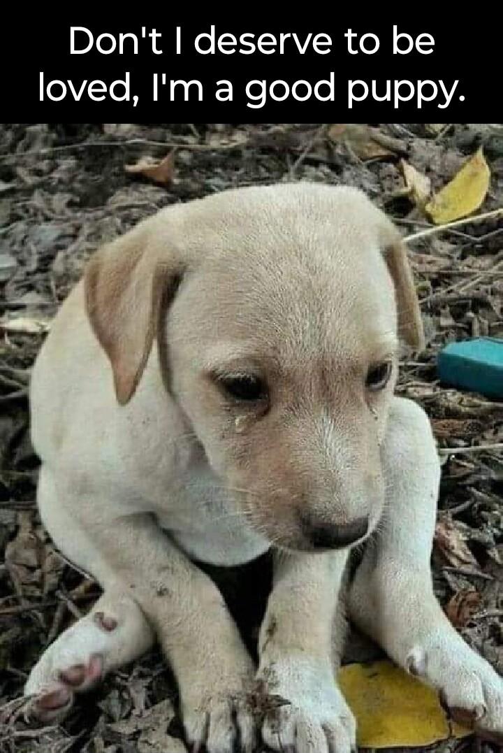 DJo ol dl We 1Y1aVR Vo o1 Ioved Ima good puppy