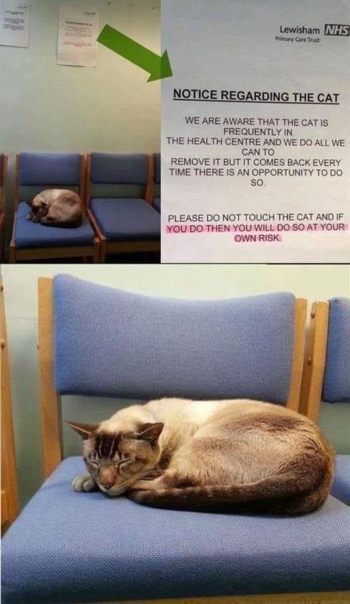NOTICE REGARDING THE CAT WE ARE AWARE THAT THE CAT IS FREQUENTLY IN THE HEALTH CENTRE AND WE DO AL CANTO EMOVE IT BUT IT COMES BACK EVERY TIME THERE IS AN OPPORTUNITY T0 DO sC we OUCH THE CAT AND IF 00 SO AT YOUR PLEASE DO NO YOU DO THEN YOU Wi